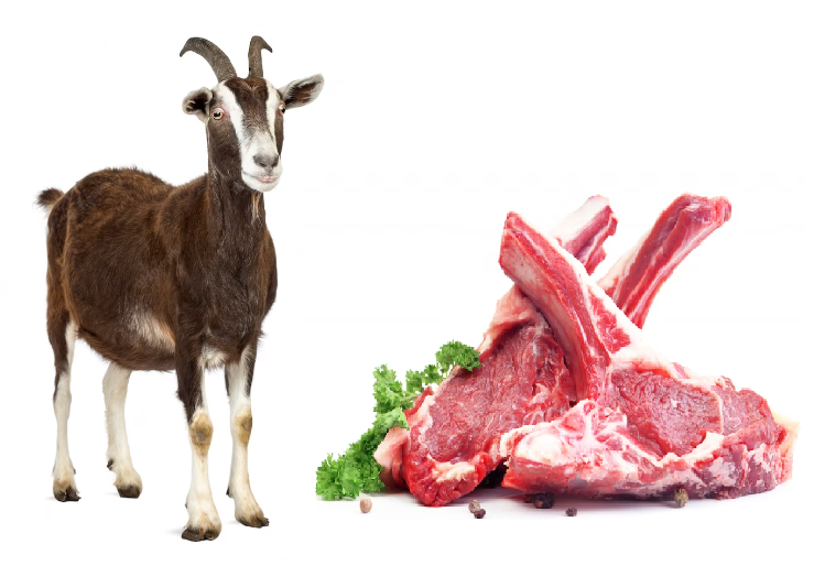 benefits of goat meat