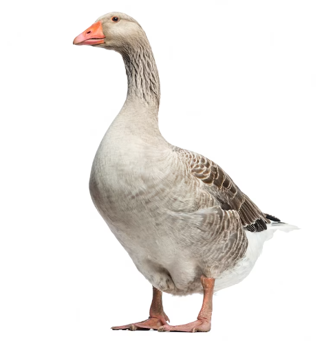 Duck for Weight Loss