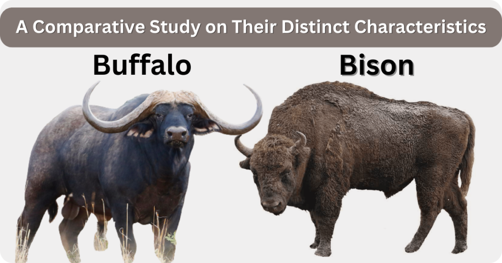 Difference between Buffalo and Bison